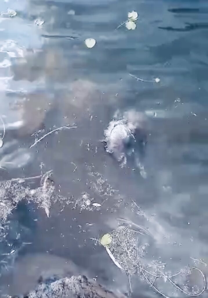 ¡Auxilio! Agua contaminada, mezclaron la del canal de riego con la del pozo: enfermera
