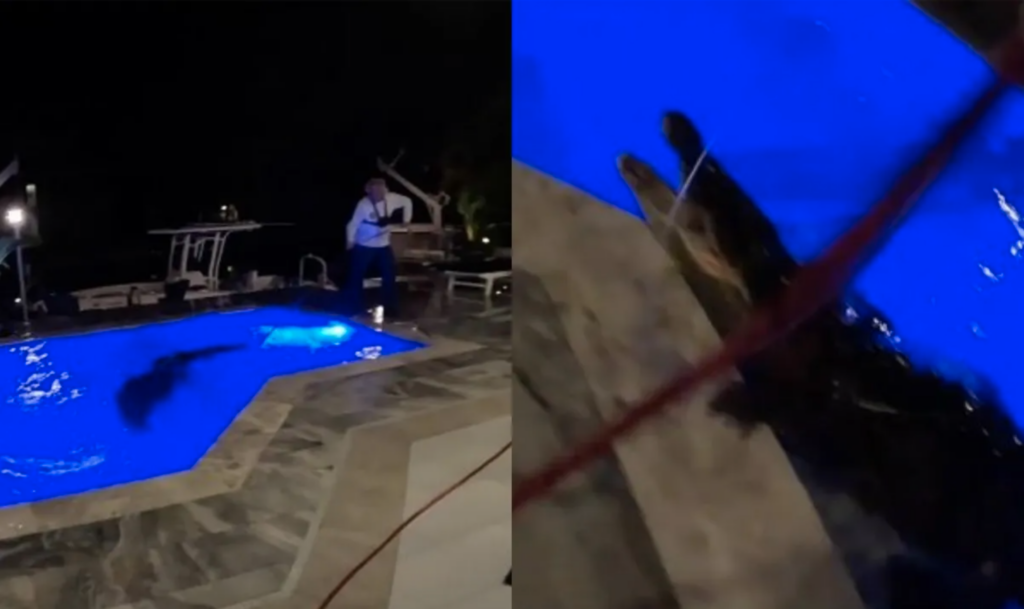 Cocodrilo de 3 metros sorprende en piscina familiar