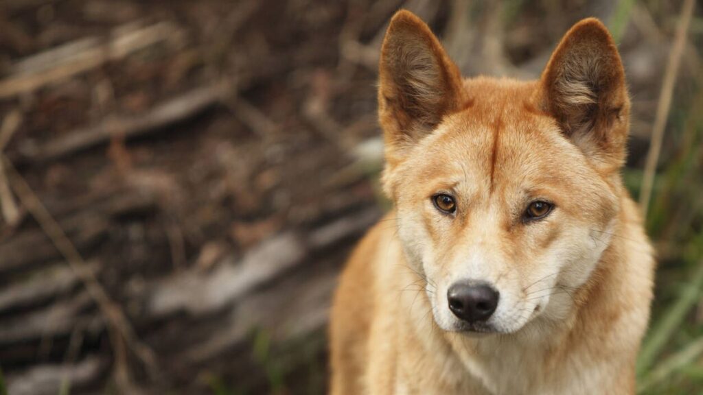 Dingo ataca a una turista francesa en las playas de Australia