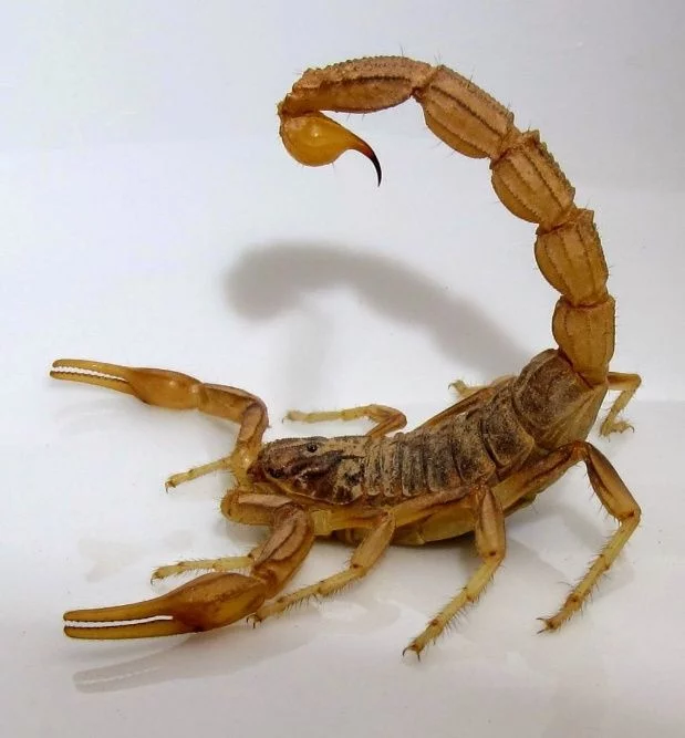 ¿Alacranes en casa?, aguas con una picadura, podría ser mortal: Salud Pública