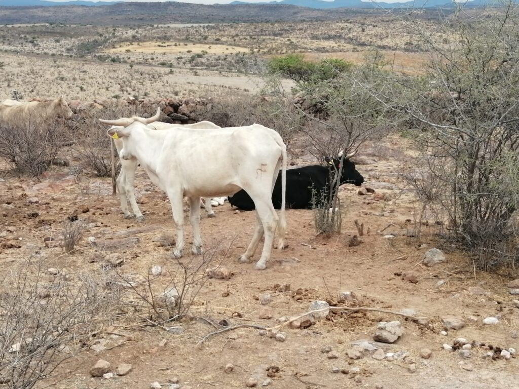Van a empezar a caer las vacas como si fueran moscas; preocupa sequía en Durango: Esteban