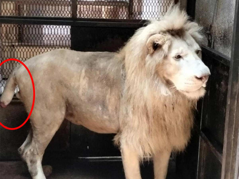Rescatan a león blanco en Michoacán