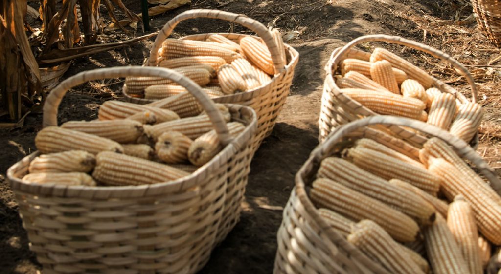 Llegando las lluvias, podrían salvarse entre el 80 y 90% de los productos que se siembran localmente