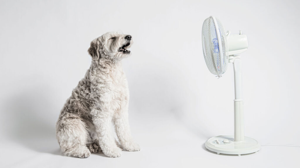 Las mascotas también sufren golpe de calor, esto debes hacer