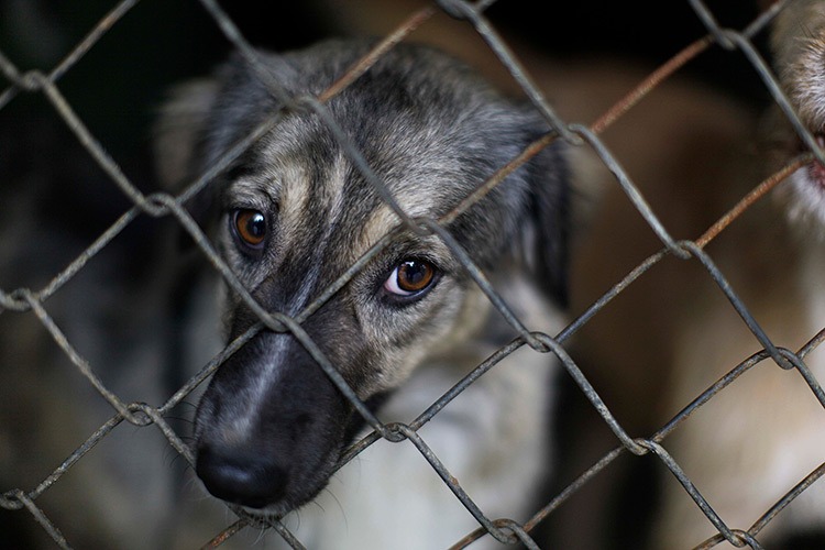 AMLO presentará iniciativa de reforma para proteger a los animales