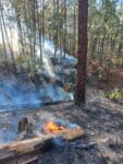 Incendio forestal