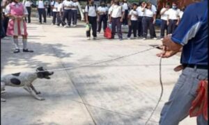 Maestro arrastra a perrita y tira a sus cachorros a la basura en Oaxaca