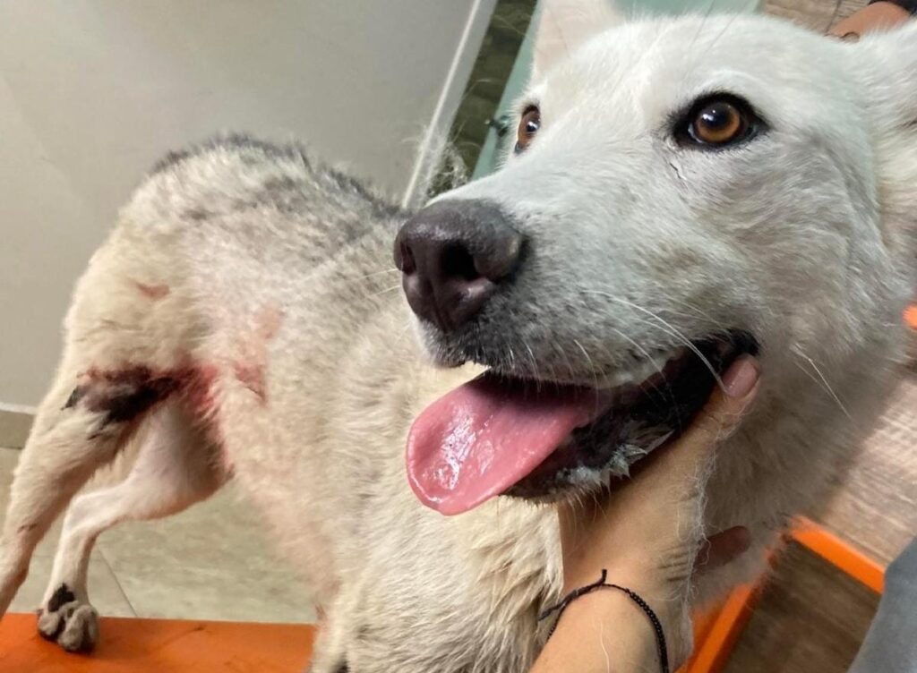 Hombre amarra y arrastra a perrita con motocicleta en Guanajuato