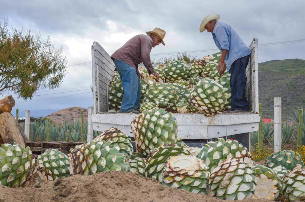 Durango es el tercer productor de mezcal en México: Sader
