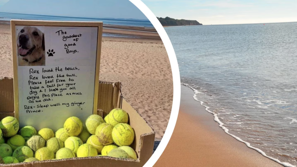 Regalan pelotas de tenis en una playa para honrar al perro “más bueno del mundo”