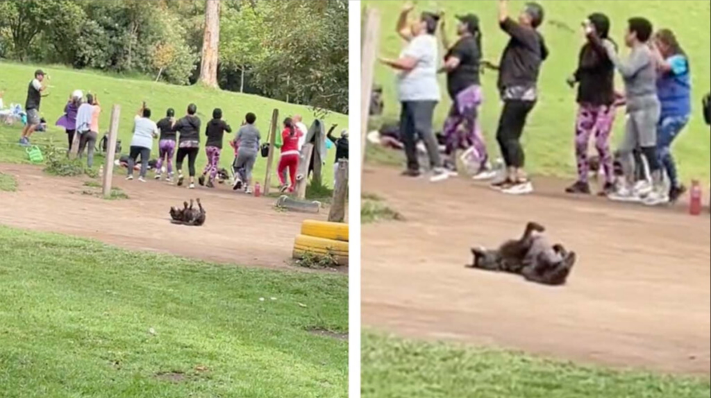 Perro le entra a la clase de Zumba y se hace viral