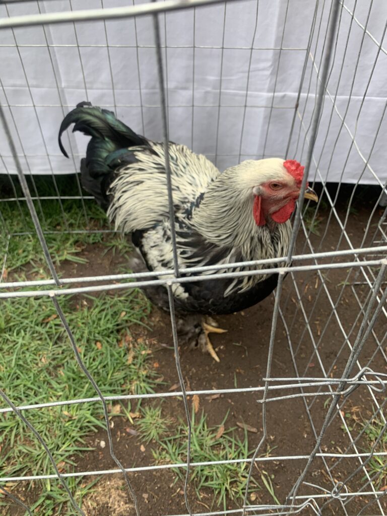 Criadores de gallos “kikirikeros”, se presentarán en la Fenadu: Antonio Guerrero