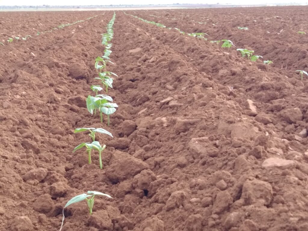 Agricultura en los llanos enfrenta problemas que siguen sin resolverse: alcalde Ramos