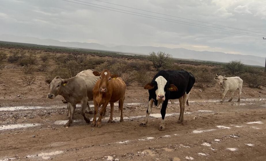 Llegaron las lluvias y el  “pelillo” puede causar muerte de ganado bovino: SAGDR