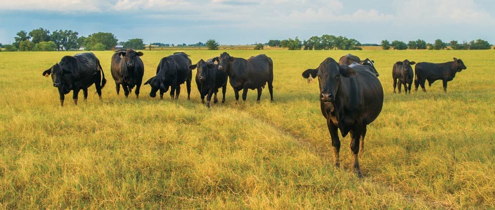 Congreso Internacional de Manejo de Pastizales se celebrará en Durango: SOMMAP