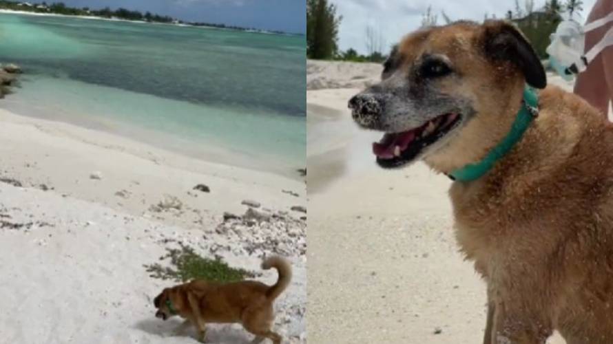 ¡Conoce a Soldier, el lomito guía de turistas en la playa!