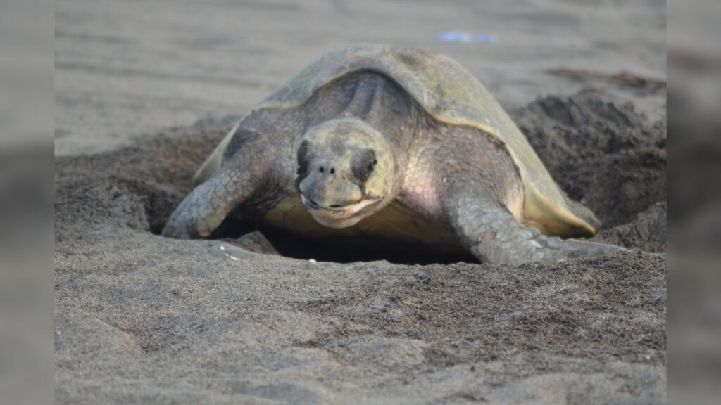 Perros atacan a tortugas que desovan en playas de Yucatán