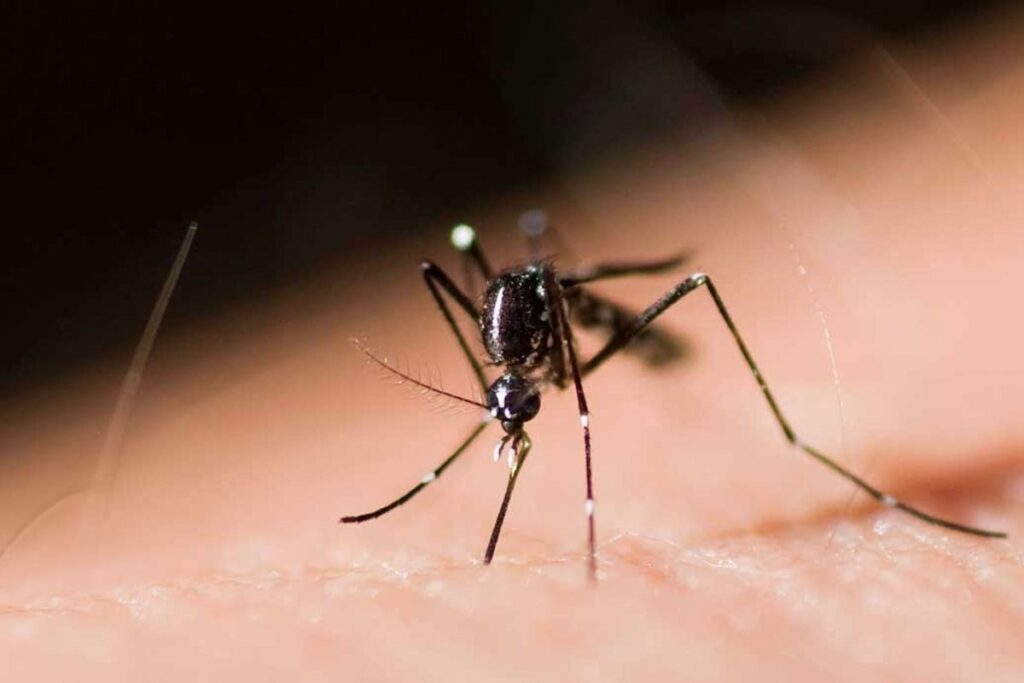 Confirman primera muerte por dengue en Puebla