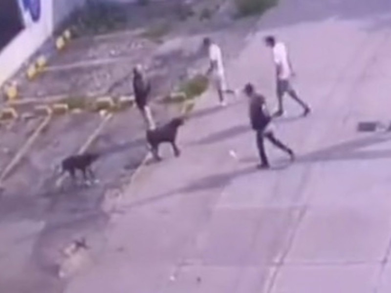 VIDEO: Hombre mató a perrito que defendió a su dueño de asalto