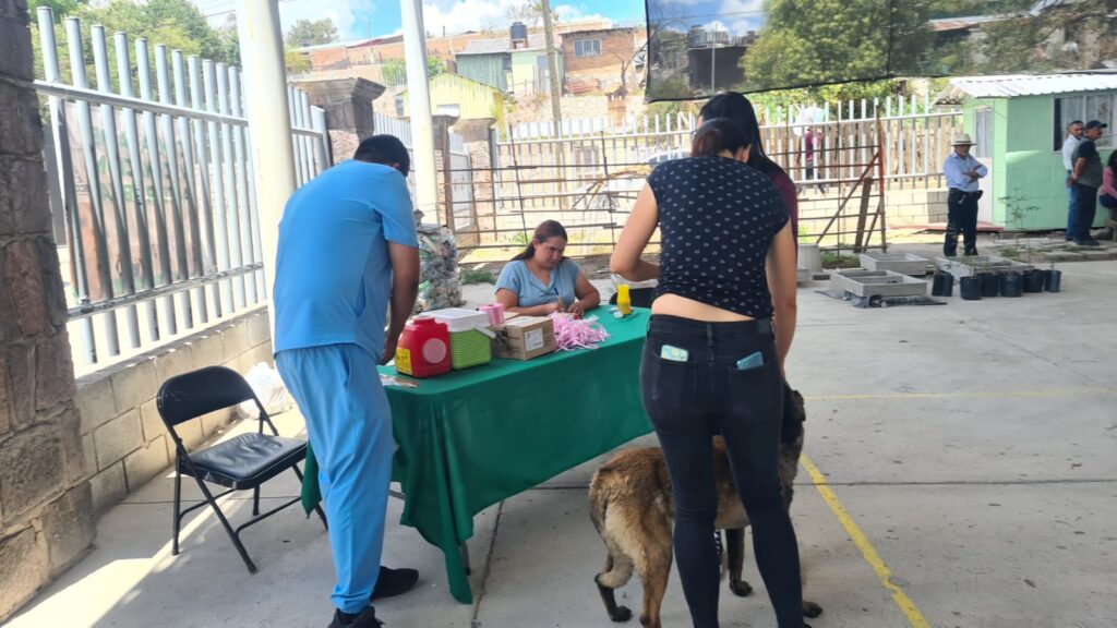 Primer cuadro de la ciudad está más limpio de perros callejeros