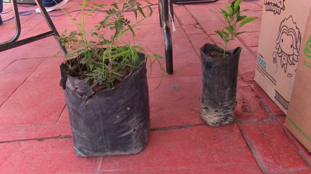 Canje de árboles por basura reciclable, todo un éxito