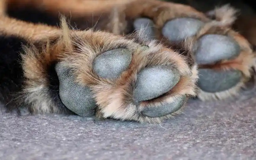 «El Charro» es condenado a 4 años de cárcel por matar con hacha a cachorros