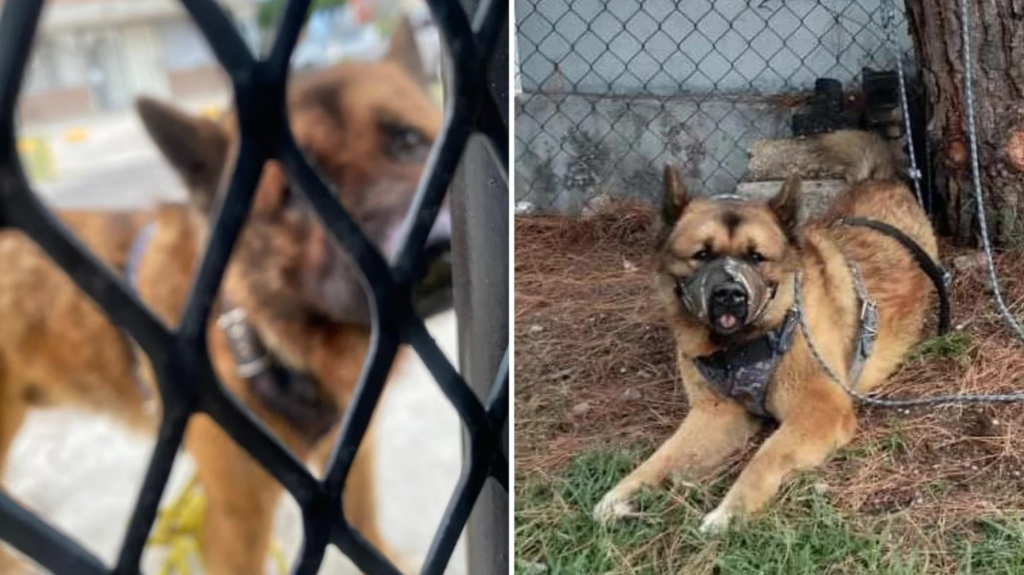 Detienen a dos presuntos agresores del perrito asesinado a golpes en Nicolás Romero