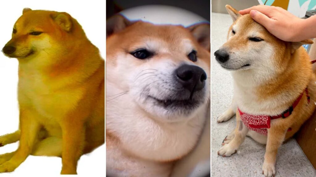 Fallece Balltze, el famoso perrito de los memes «Cheems»