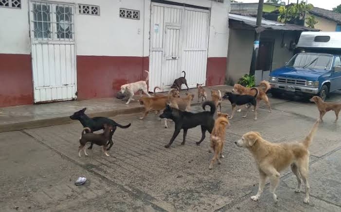 Son millones de perros y gatos callejeros y la autoridad no hace nada, no atienen reportes: Jaqueline Carreón