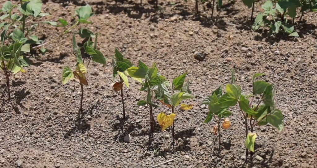 Campesinos sin cosecha y sin dinero para alimentar a sus familias, ¿qué vamos a hacer?