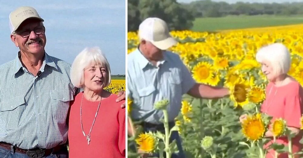 Granjero planta más de un millón de girasoles para su esposa