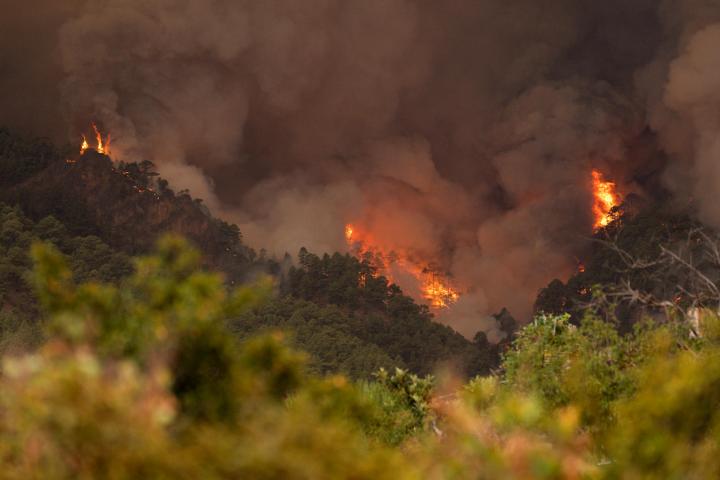 Incendio forestal en Tenerife: Más de 800 hectáreas afectadas en una devastadora emergencia