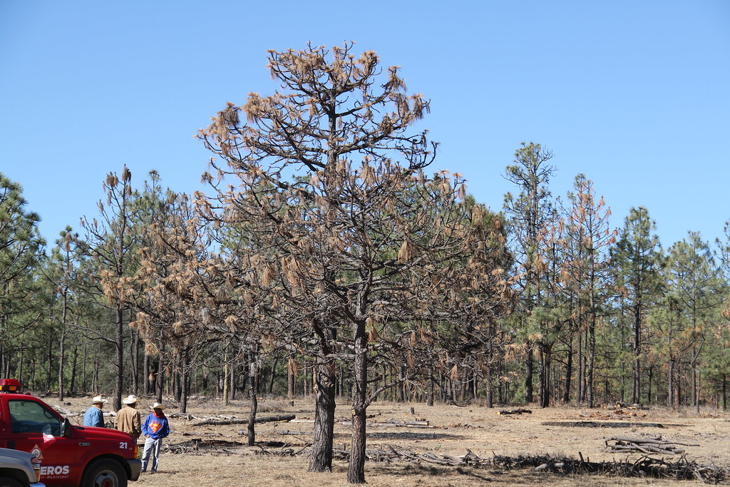 Monitorean sierra de Durango para determinar cuantos árboles mató la sequía este 2023