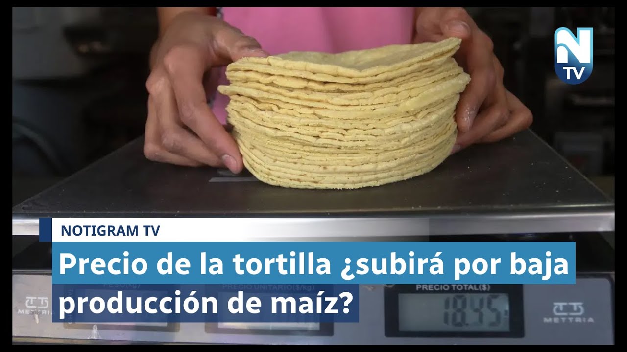 Precio de la tortilla, ¿subirá por la baja producción de maíz? Notigram