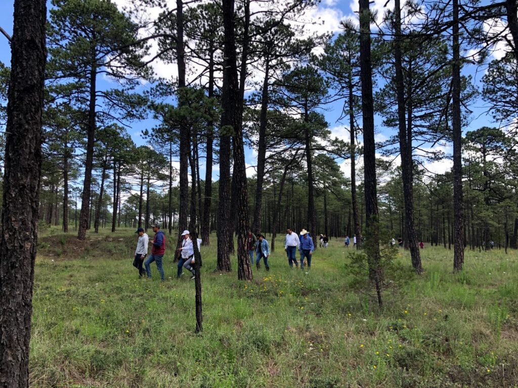 Gobierno de Durango ofrece dinero para proyectos forestales; es un fideicomiso con 12 mdp: SRNMA