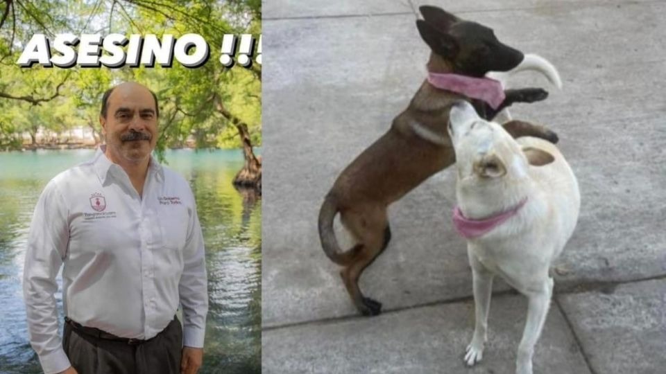 VIDEO: Alcalde de Tangancícuaro, Michoacán mata a balazos a dos perritos