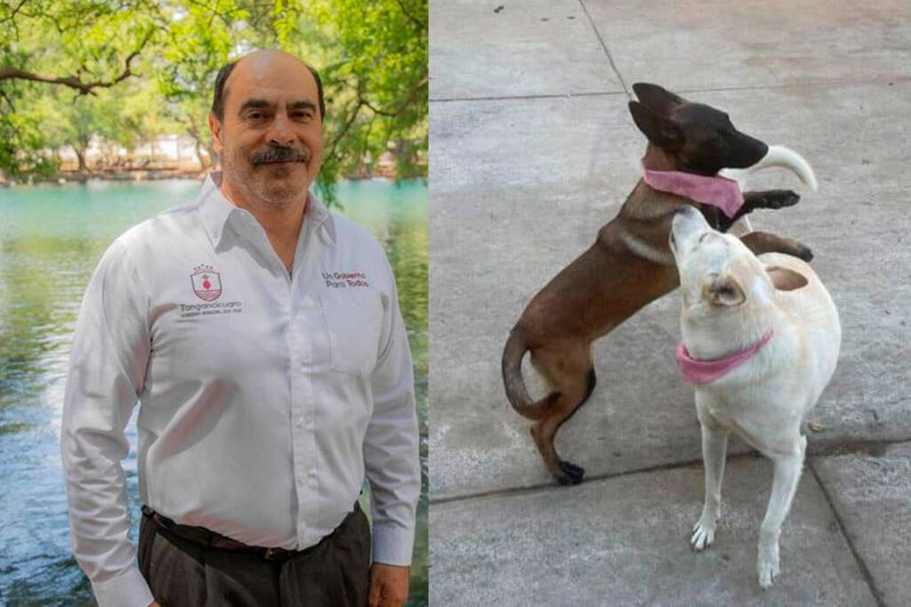 “Fue en defensa propia”, responde alcalde de Tangancícuaro tras matar a 2 perritos