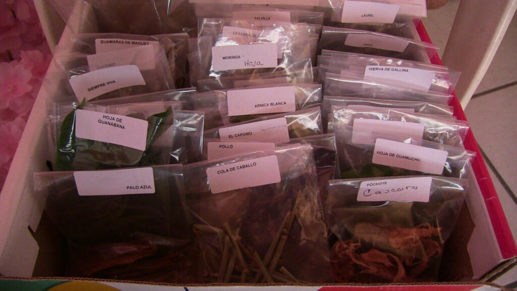 Organizan exposición de plantas medicinales
