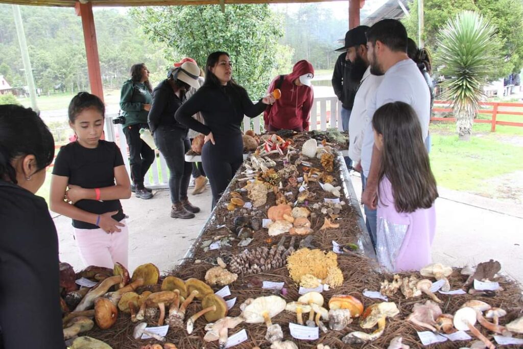 Un éxito la feria del hongo en Pueblo Nuevo