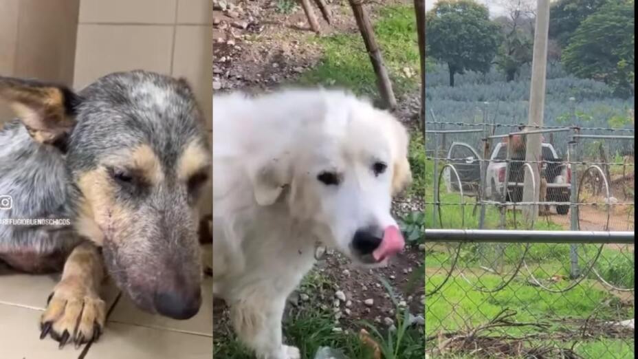 Bomberos de Tequila, Jalisco abandonan a perritos en un cerro