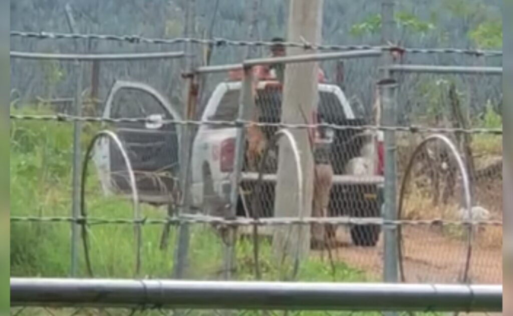 Bomberos de Tequila, Jalisco abandonan a perritos en un cerro
