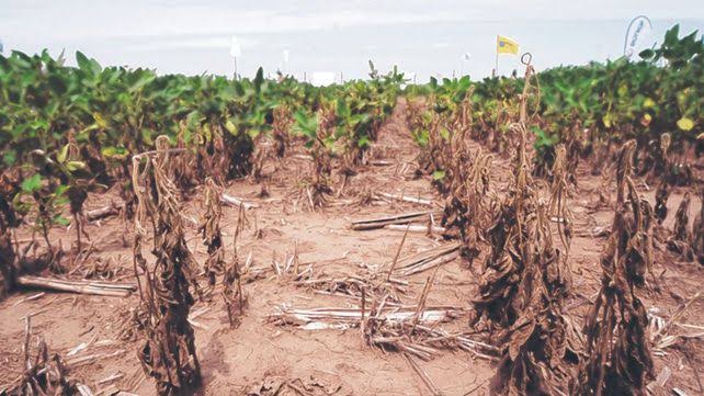 Triste situación la que vive el campo en Durango, frijoleros y maiceros están muy endeudados: FMUD
