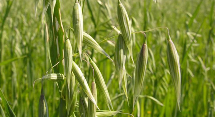 Sader ofrece semilla de avena a campesinos afectados por la sequía en Durango