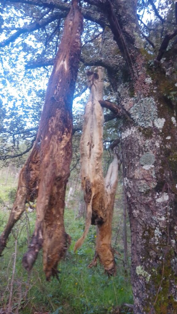 Extrañas criaturas atemorizan a rancherías de la sierra de Durango (video)