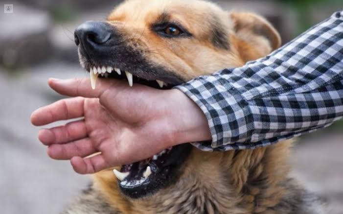 ¡Rabia en humanos! Se contagia con saliva de animales infectados; puede causar la muerte: Salud Pública