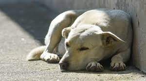 Se incrementa enfermedades en perros