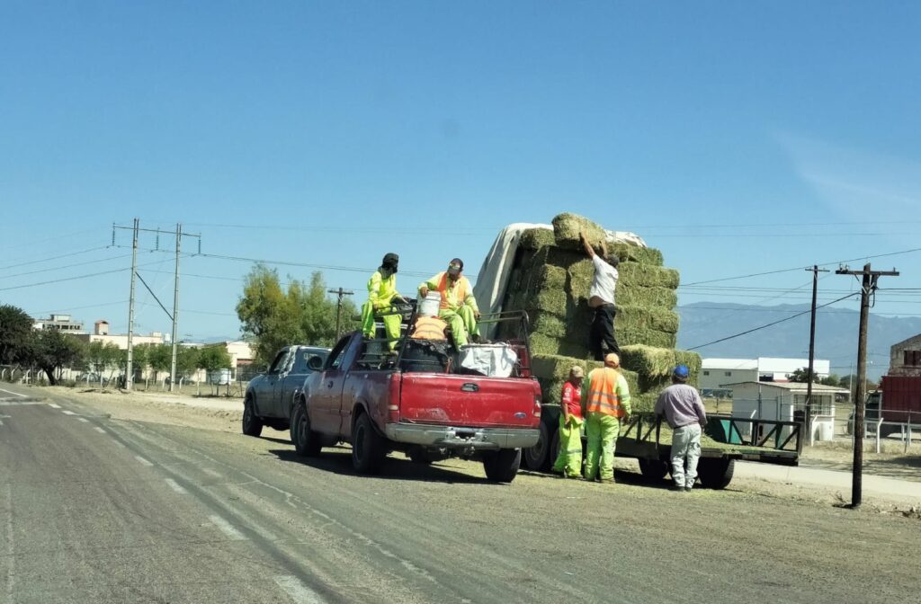 Ganaderos de Durango tendrán que traer forraje del centro-sur del país; “es una opción”: Sader