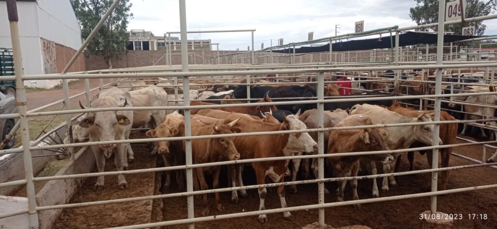 Campesinos venden sus vacas antes que mueran por sequía: UGRD