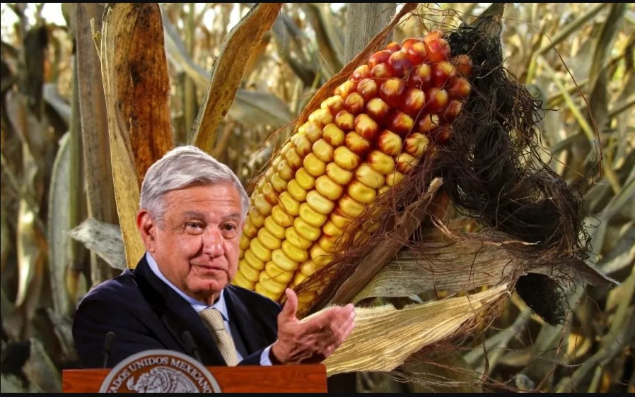 Gobierno de AMLO defiende decreto contra el maíz transgénico de Estados Unidos