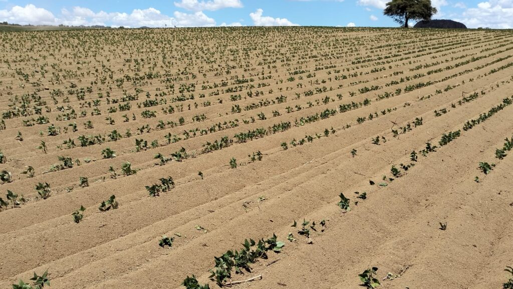 Durango sufre el año más seco desde 2011; solo se sembró el 39% de las tierras: SAGDR